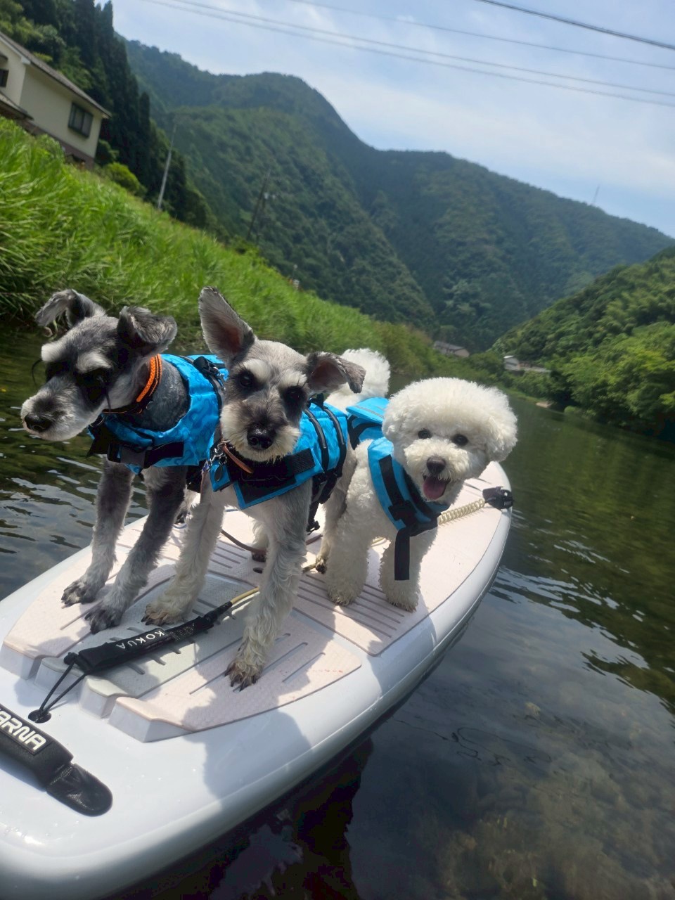 写真