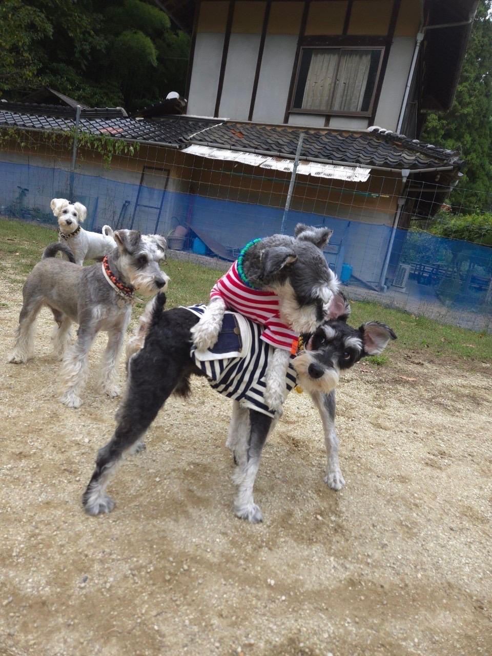 写真